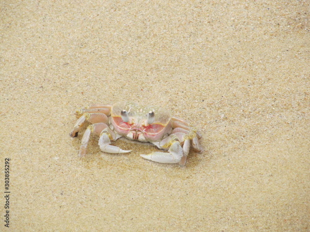 Alert ghost crab on the beach. Ocypode ryderi