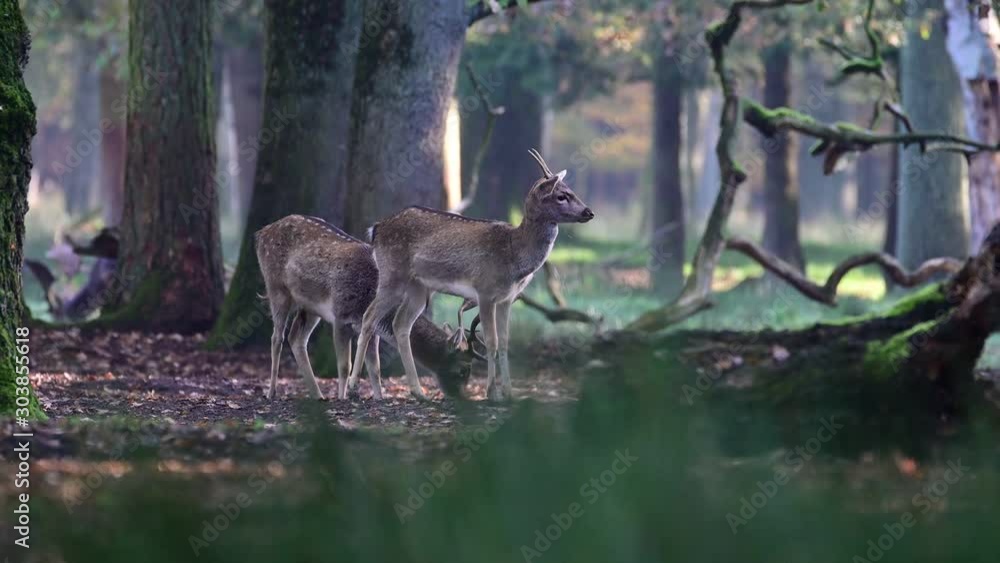 Fallow bucks fight in the forest, mating time, autumn, (dama dama), germany Fallow bucks fight in the forest, mating time, autumn, (dama dama), germany