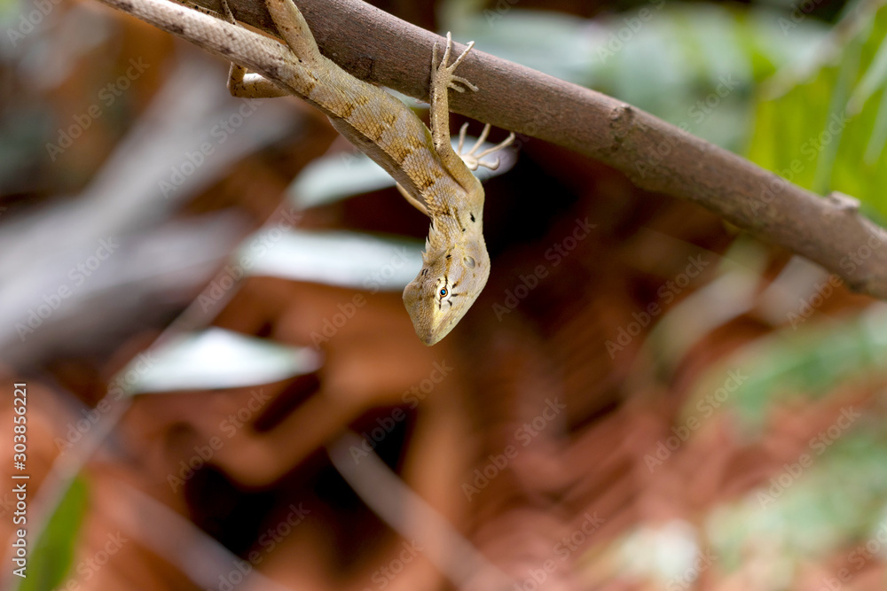 Naklejka premium Thai chameleon climbing tree.
