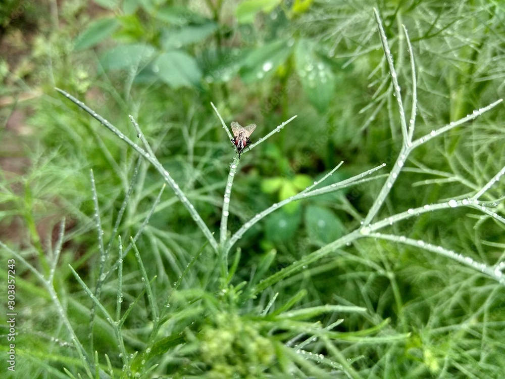 grasshopper on grass grasshopper on grass