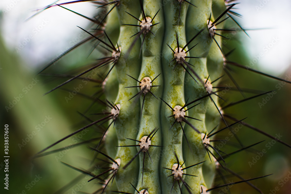 Cactus close-up in desert Cactus close-up in desert