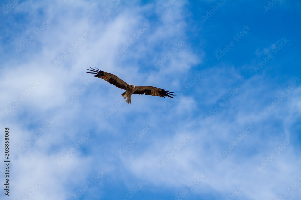 eagles flying the australian outback eagles flying the australian outback