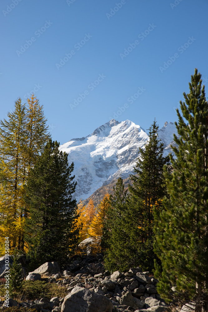 Mountain peak Piz Bernina behind conifer forest in autumn