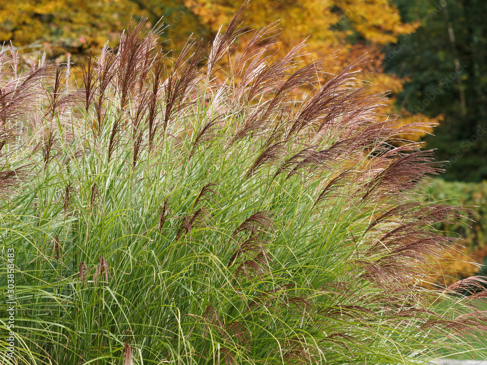 Φωτογραφία (Calamagrostis x acutiflora) Calamagrostis à fleurs pointues au feuillage mouvan