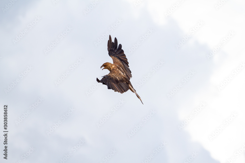Obraz premium eagles flying the australian outback