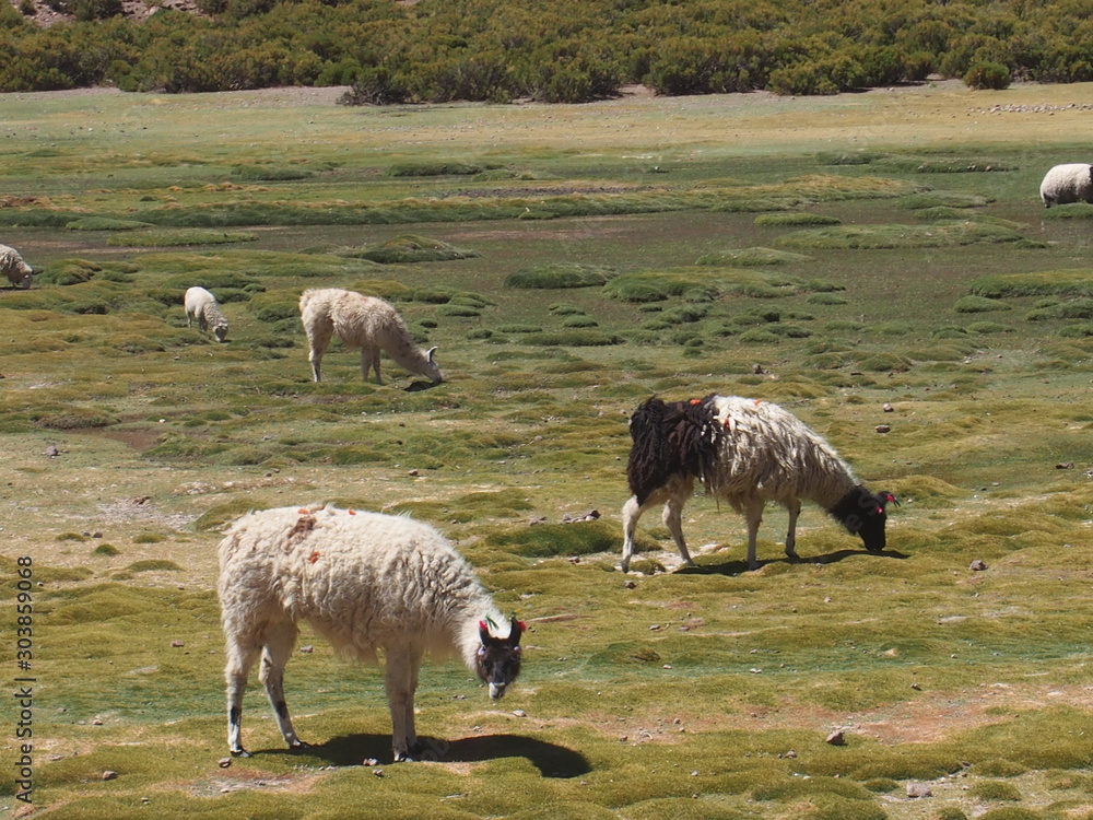Llamas grazing in a natural meadow, Journey from San Pedro de Atacama in Chile to Uyuni in Bolivia Llamas grazing in a natural meadow, Journey from San Pedro de Atacama in Chile to Uyuni in Bolivia