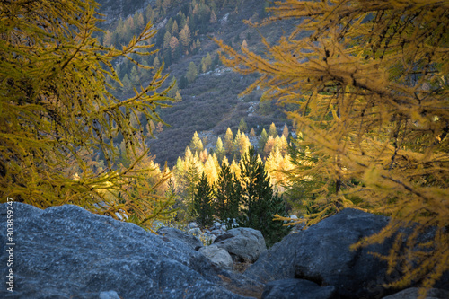 Alpine landscape  golden larch forest lit by rising sun with stones in foreground