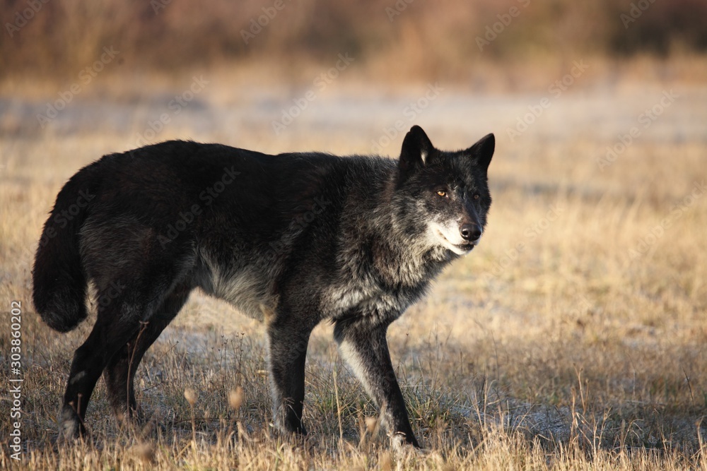 Φωτογραφία A north american wolf (Canis lupus) staying in the forest.