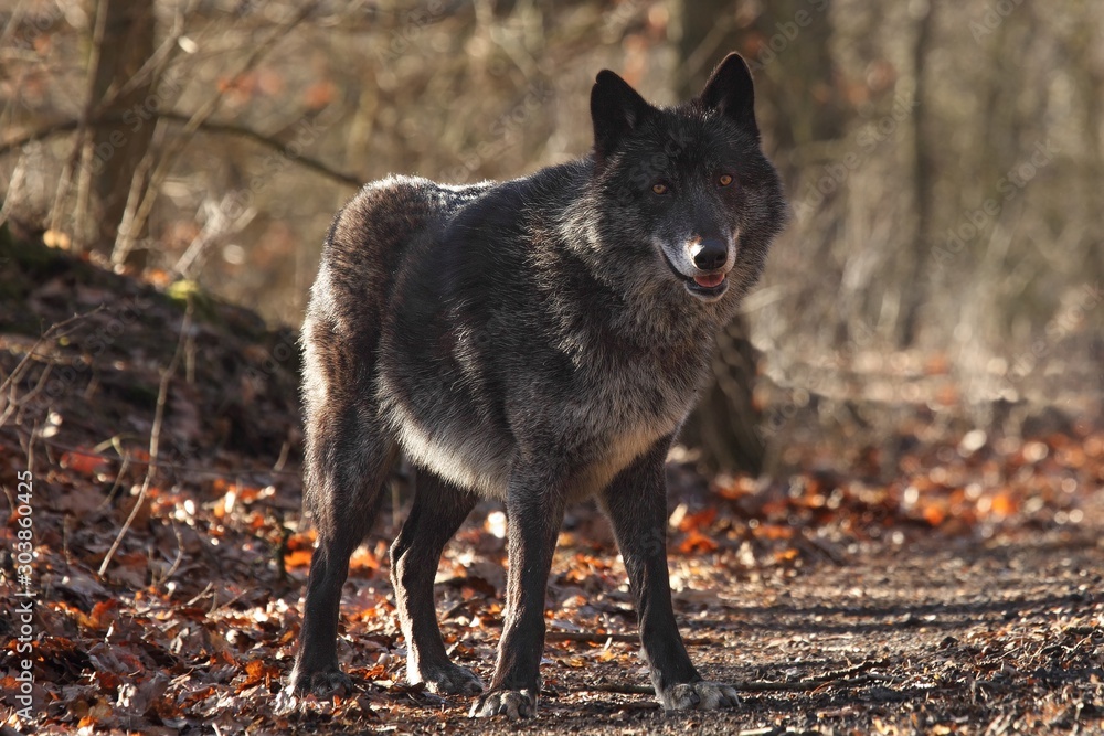 A north american wolf (Canis lupus) staying in the forest. A north american wolf (Canis lupus) staying in the forest.