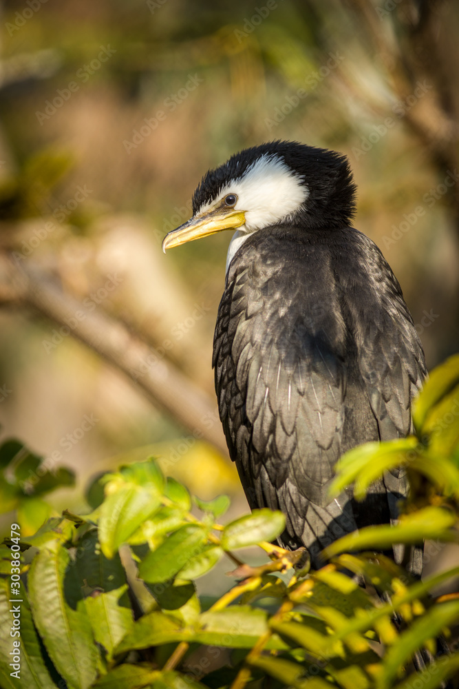 Obraz premium black and white cormorant