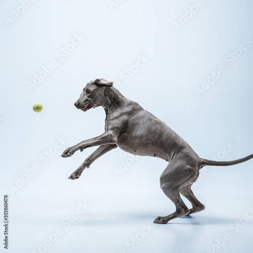 Ghost runner. Weimaraner dog is playing with ball and jumping. Cute playful grey doggy or pet playful catching toy isolated on blue background. Concept of motion  action  movement  pets love.