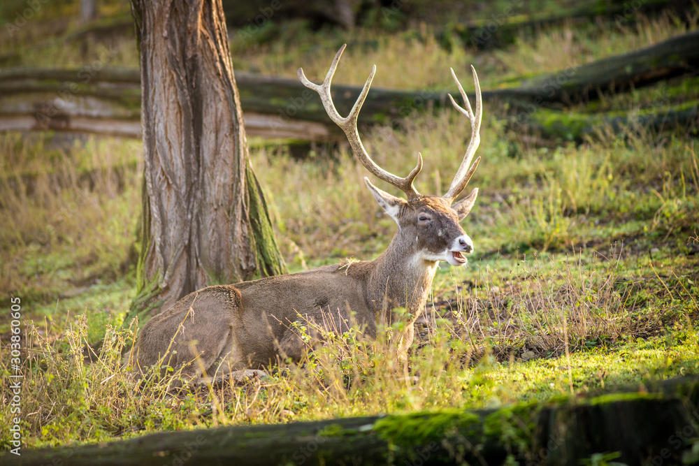 deer in the nature park deer in the nature park