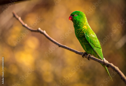 Lori parrot in the nature