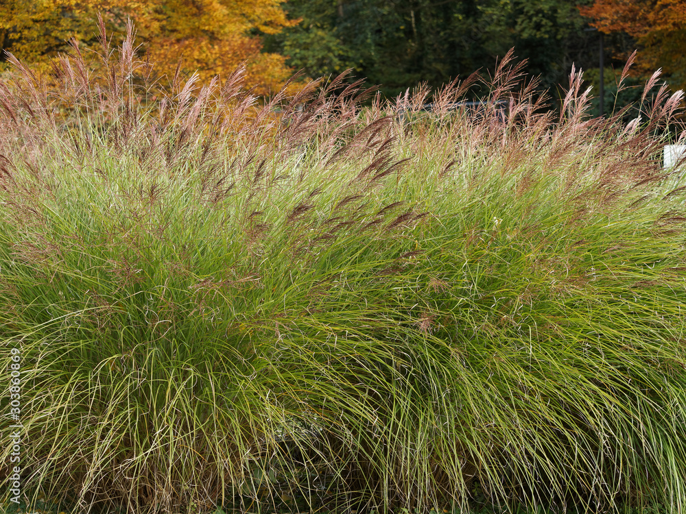 Φωτογραφία (Calamagrostis x acutiflora) Calamagrostis à fleurs pointues au feuillage mouvan