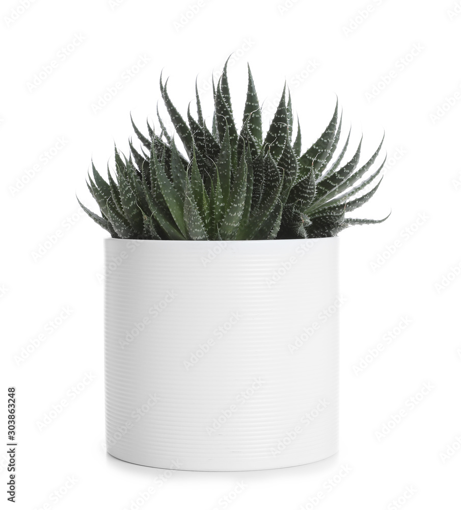 Pot with Haworthia plant isolated on white. Home decor Pot with Haworthia plant isolated on white. Home decor