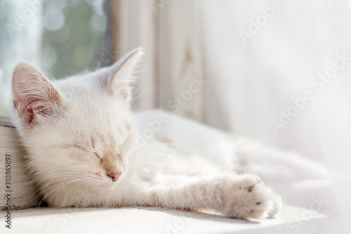 Little, tender kitten warmed up in the sun and fell asleep on an old windowsill by the window.