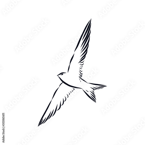 Swallow bird, sketch 
