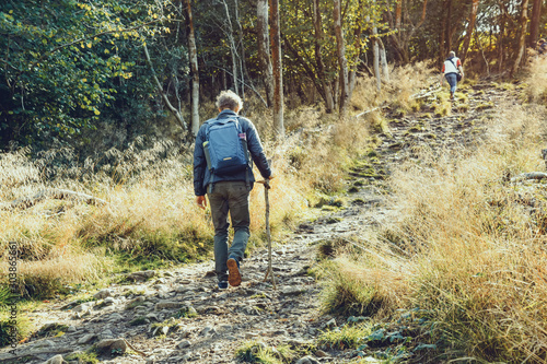 Back viewHiker with backpack and wooden pole uphill throught the autumn forest during tracking. Travel lifestyle wanderlust adventure. Travel, tourism. Freedom and explore concept.