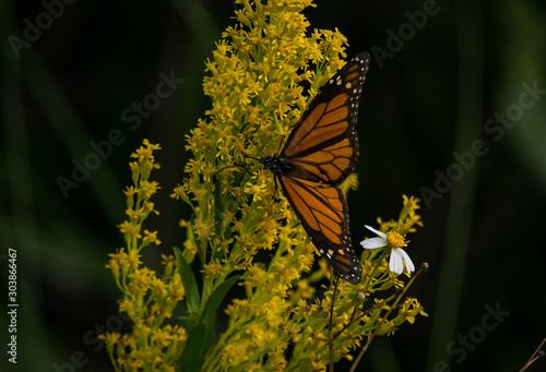butterfly on flower