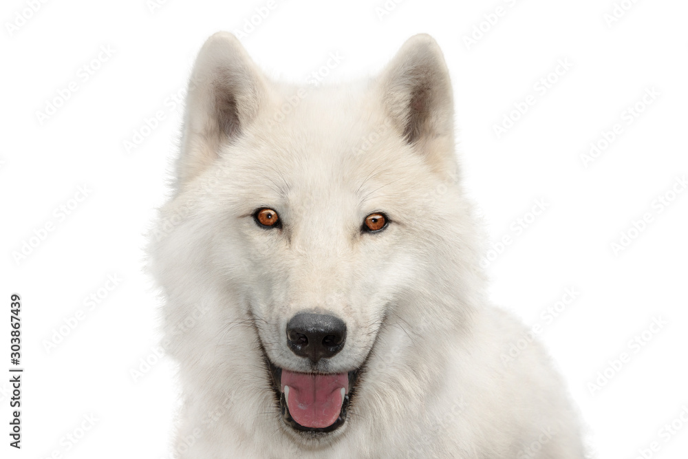 polar wolf portrait isolated on white