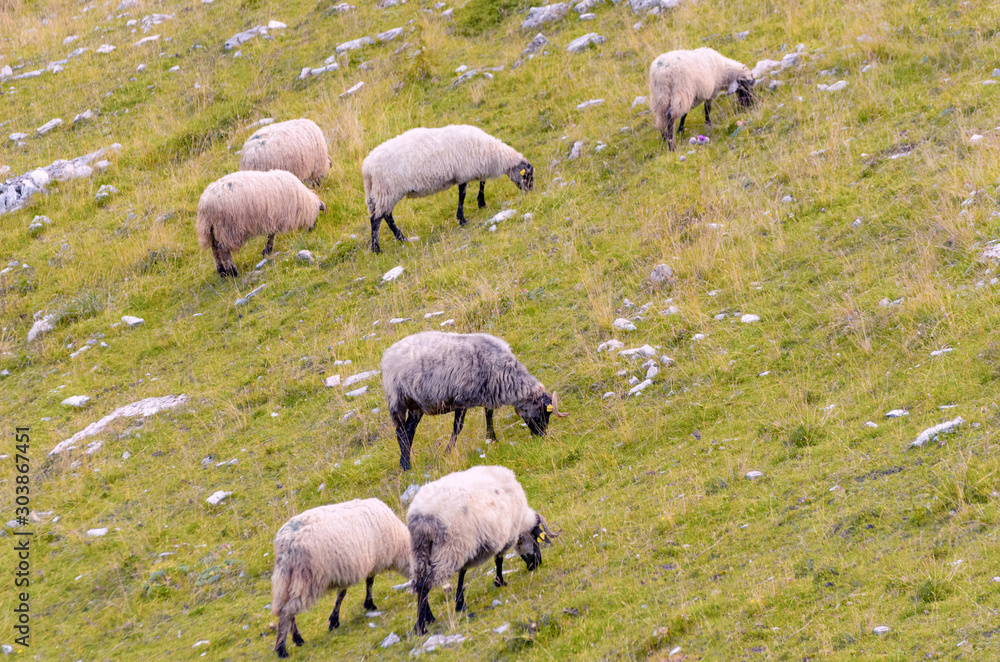 Sheep in nature on meadow. Farming outdoor. National park Durmitor, Montenegro.