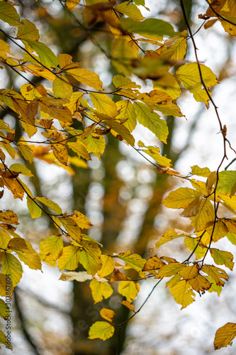 autumn fall woodland in cornwall england uk 