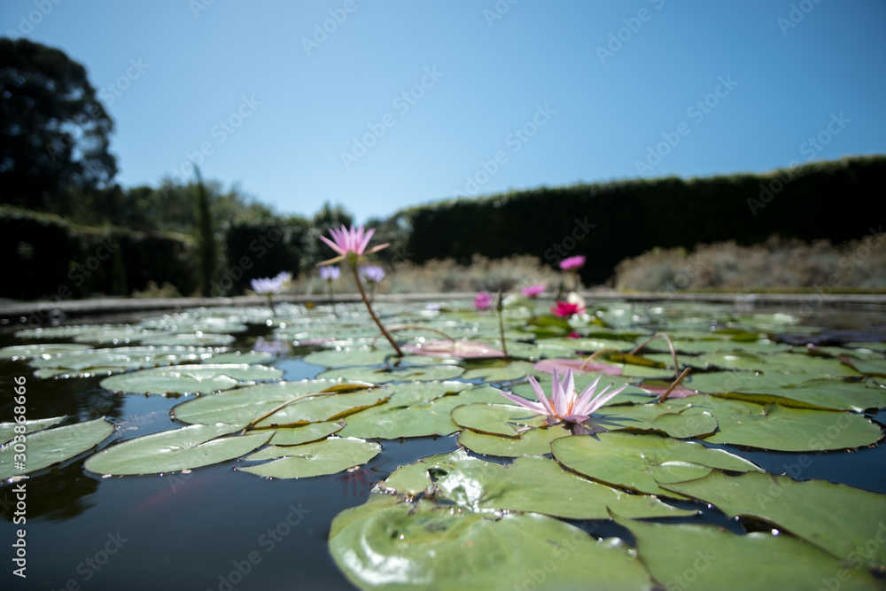 jardim jardim