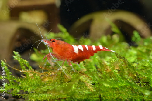 Red Pinto Shrimp Aquarium Shrimp