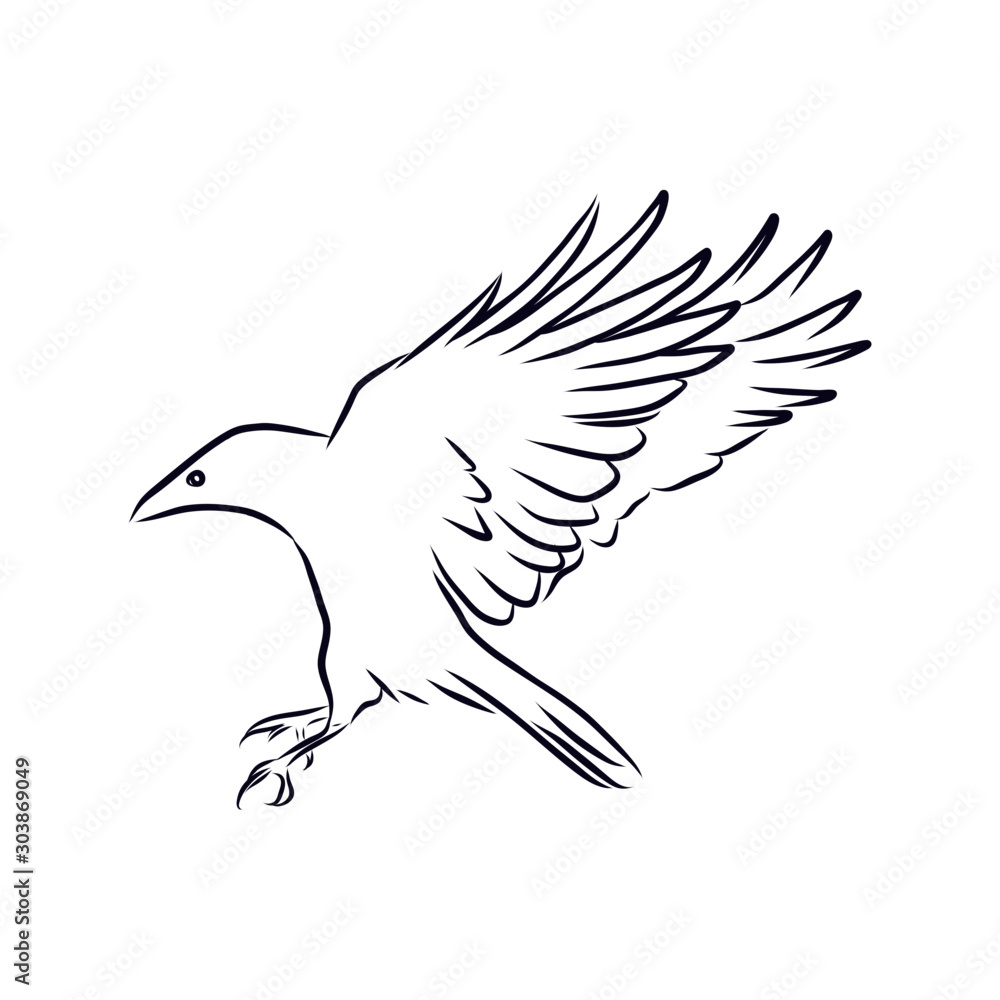 Obraz premium Crow sketch 