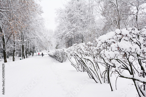 Canvas Print Snowfall in city street with trees covered snow