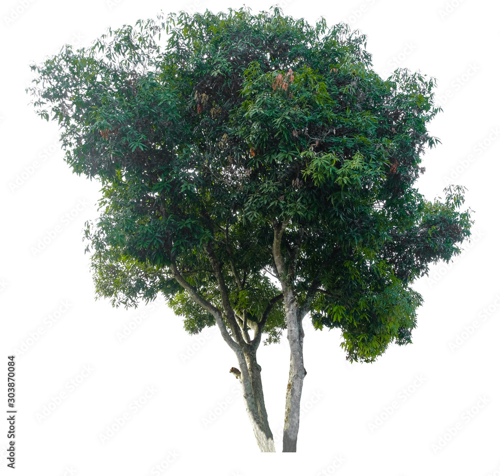Fototapeta premium Tree isolated on white background. Suitable for use in architectural design or Decoration work. Used with natural articles both on print and website.