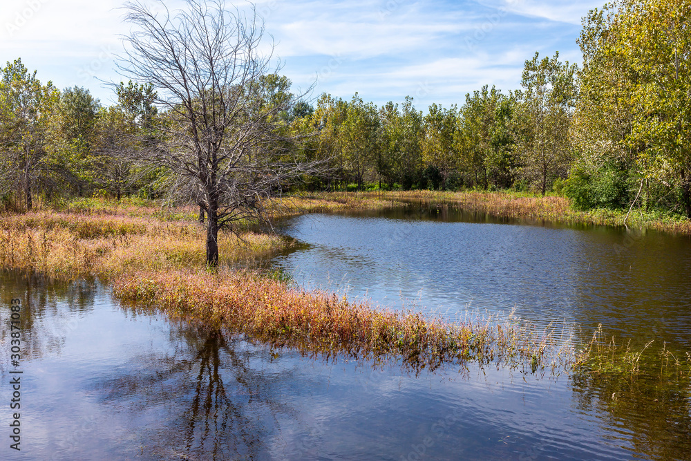 Fototapeta premium landscape with a lake and trees