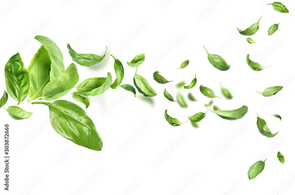 Fresh green basil leaves flying on white background - obrazy, fototapety, plakaty 