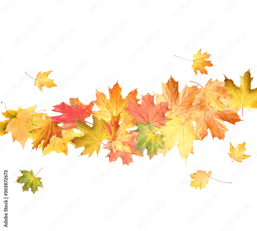 Obraz premium Beautiful leaves isolated on white. Autumn season