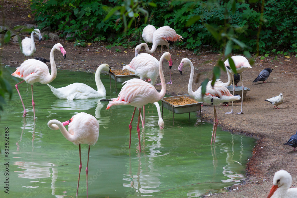 Flamingos eat from the feeding trough. Environmental protection, zoo.