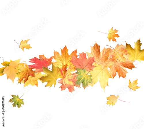 Beautiful leaves isolated on white. Autumn season