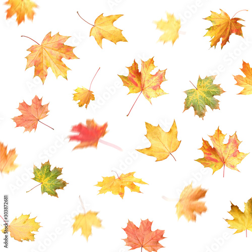 Beautiful leaves isolated on white. Autumn season