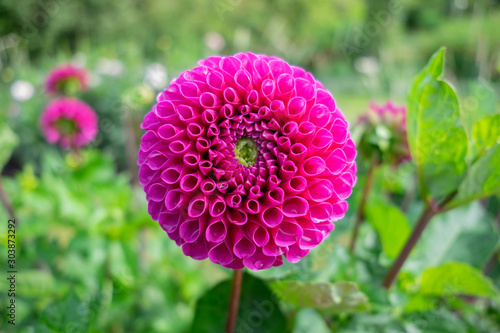 purple flower in the garden
