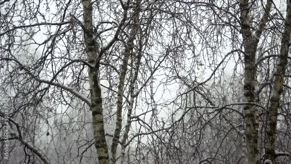 The snow pouring on the forest in Finland where trees are covered in snow The snow pouring on the forest in Finland where trees are covered in snow