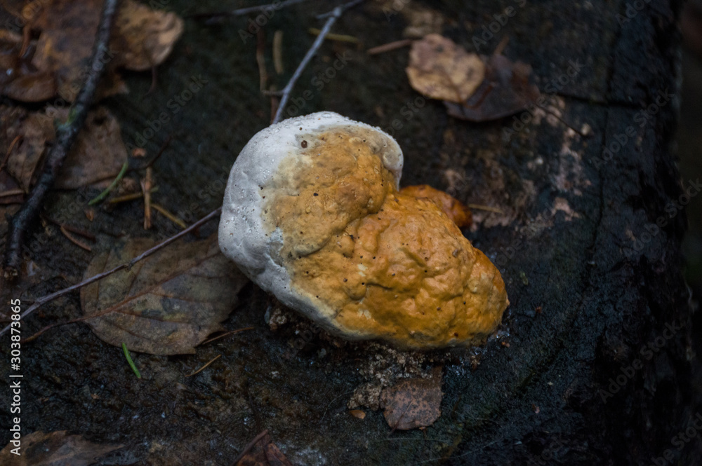 mushroom fungus in the forest mushroom fungus in the forest