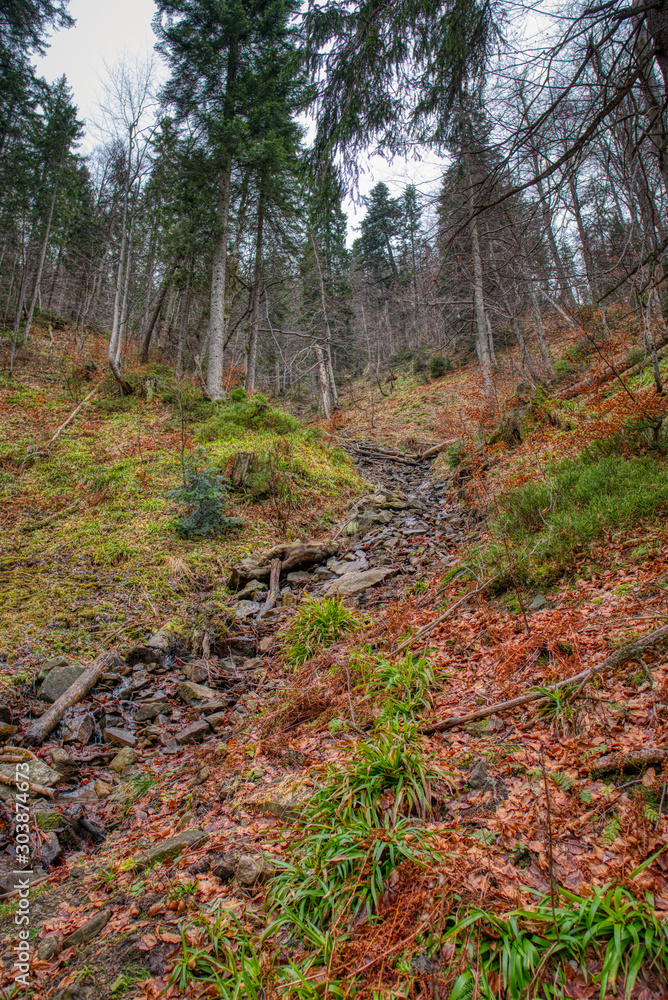 creek in fall forest with fallen leaves on the ground creek in fall forest with fallen leaves on the ground