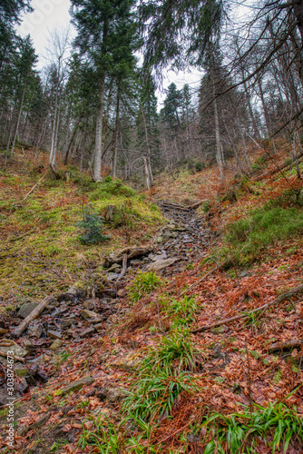 creek in fall forest with fallen leaves on the ground