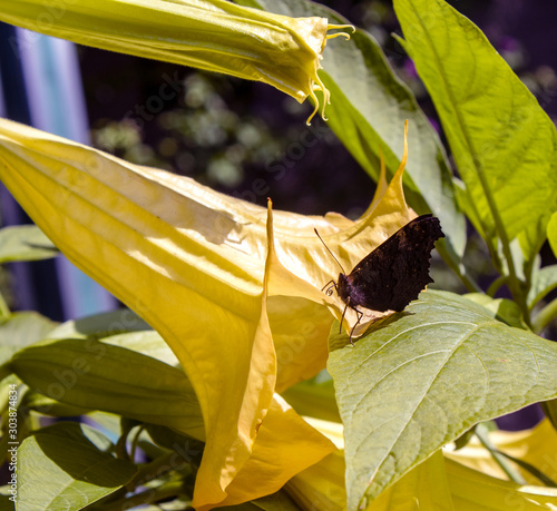 Engelstrompete (Brugmansia) mit Schmetterling photo