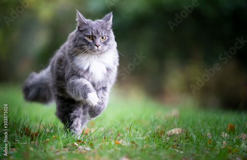 young blue tabby maine coon cat with white paws running on grass outdoors in nature