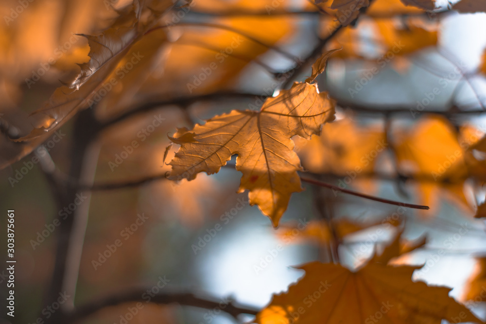 Autumnal ornament, red leaves of maple. orange maple leaves on a tree closeup Autumnal ornament, red leaves of maple. orange maple leaves on a tree closeup