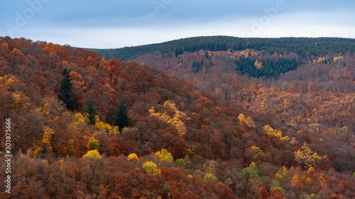 colorful trees and leaves autumn forest at the harz mountain  germany