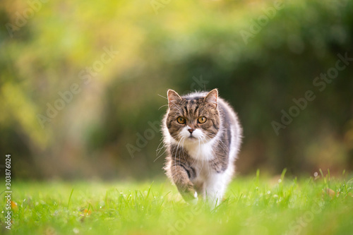 tabby white british shorthair cat walking towards camera on grass in natural environment