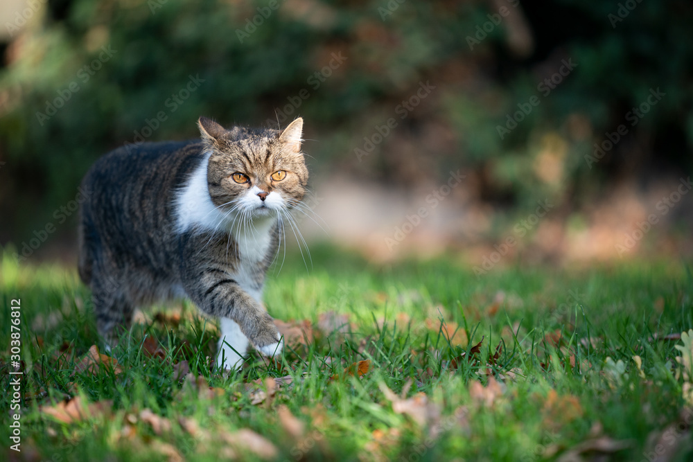 tabby white british shorthair cat walking on grass outdoors in the back yard on a sunny autumn day