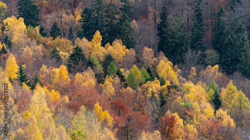 autumn forest with colorful leaves in the harz mountain, germany