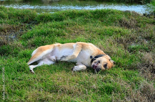 Happy dog walking in the park © Dmitro